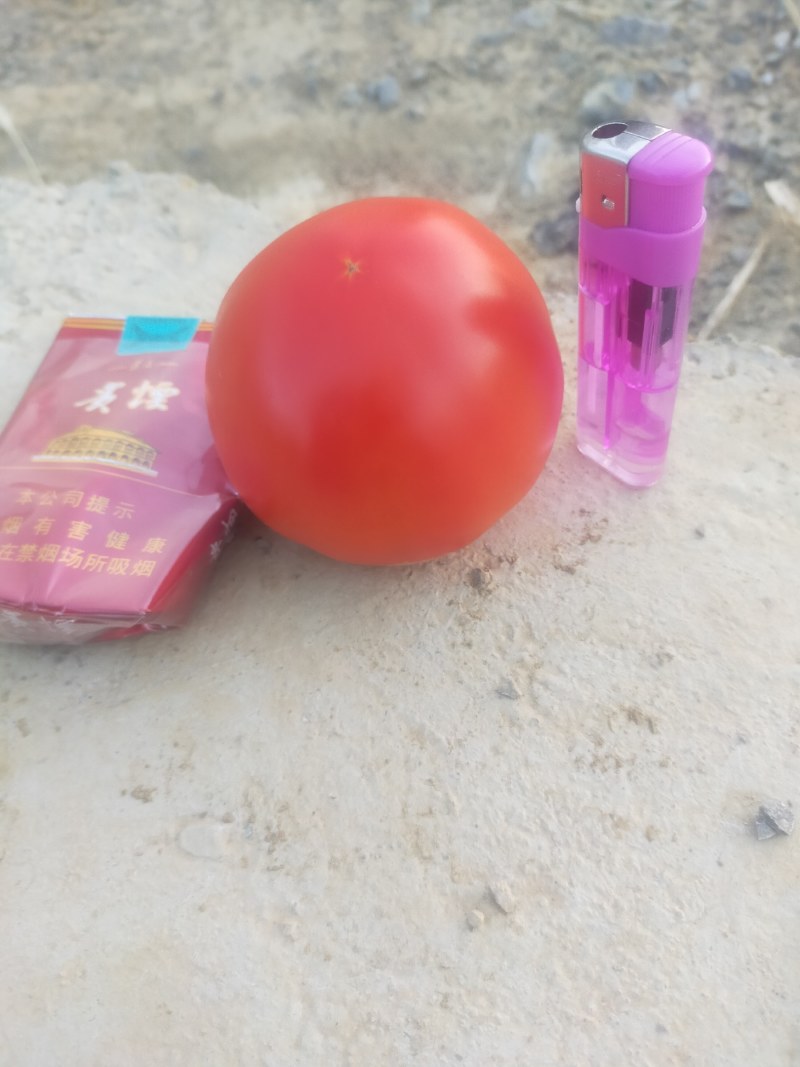 西红柿大量上市，每天正常供应二十吨左右