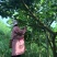 优质尤力克青柠檬基地直供