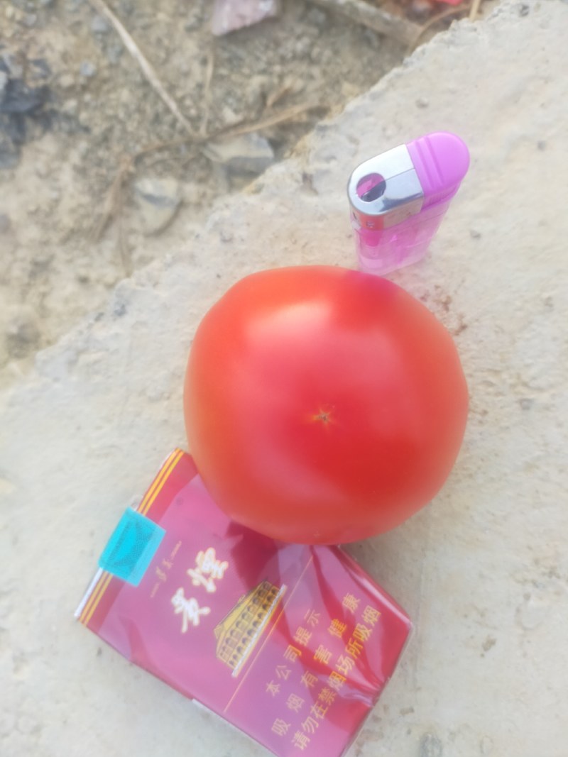 西红柿大量上市，每天正常供应二十吨左右