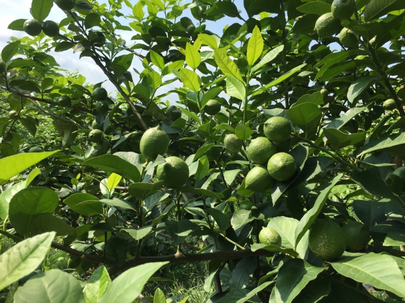 优质尤力克青柠檬基地直供