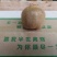 陕西周至奶油亚特猕猴桃