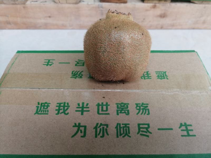 陕西周至奶油亚特猕猴桃