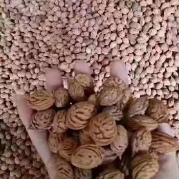 桃树/绿化苗木/乔灌木/桃树树苗/原生态树苗/林木种子