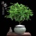 正宗清香胡椒木盆栽防驱蚊草植物好养室内花卉绿植福建茶树苗
