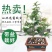 正宗清香胡椒木盆栽防驱蚊草植物好养室内花卉绿植福建茶树苗