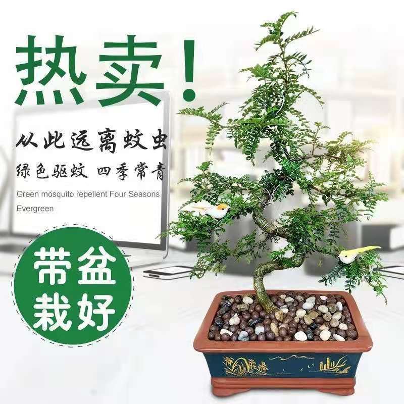 正宗清香胡椒木盆栽防驱蚊草植物好养室内花卉绿植福建茶树苗