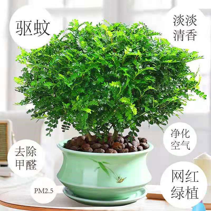 正宗清香胡椒木盆栽防驱蚊草植物好养室内花卉绿植福建茶树苗