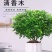 正宗清香胡椒木盆栽防驱蚊草植物好养室内花卉绿植福建茶树苗