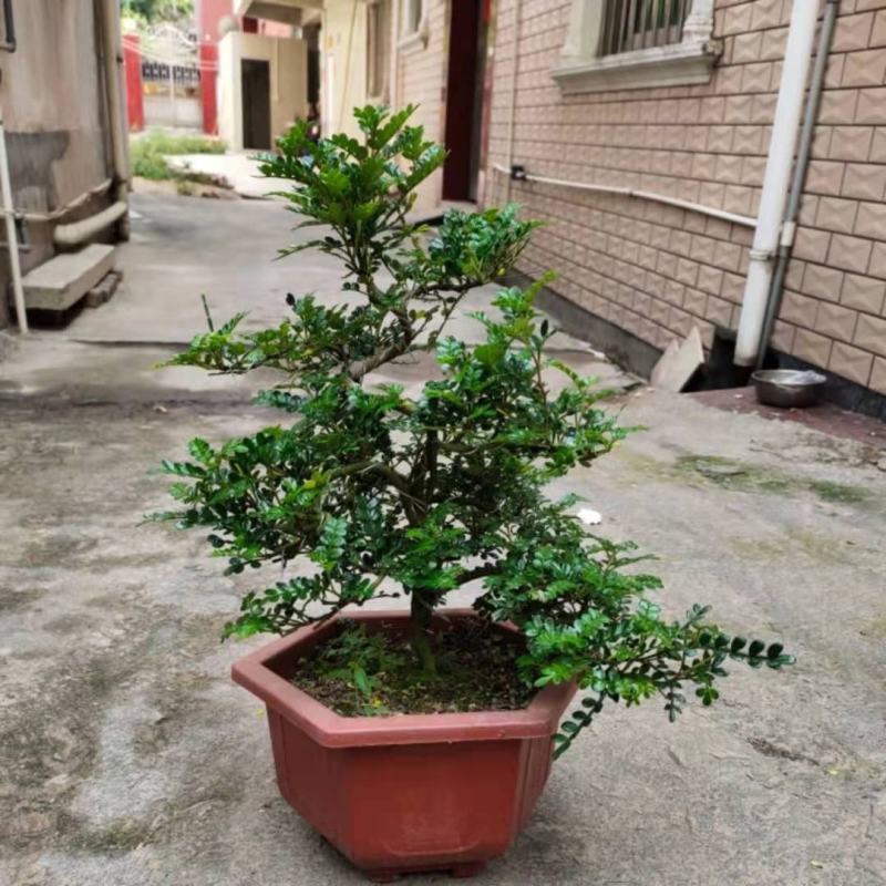 正宗清香胡椒木盆栽防驱蚊草植物好养室内花卉绿植福建茶树苗