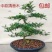 正宗清香胡椒木盆栽防驱蚊草植物好养室内花卉绿植福建茶树苗