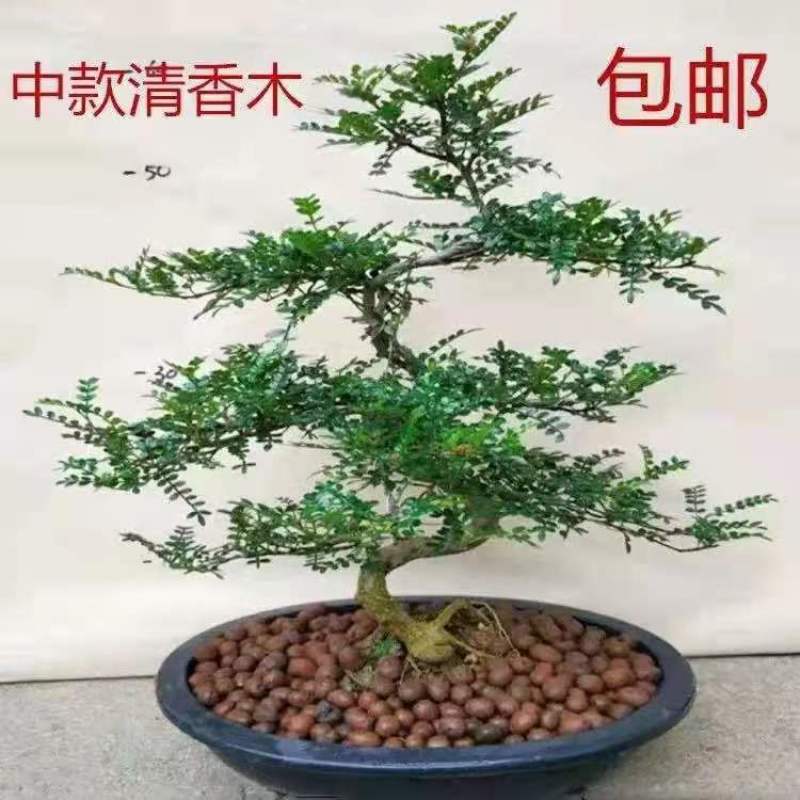 正宗清香胡椒木盆栽防驱蚊草植物好养室内花卉绿植福建茶树苗
