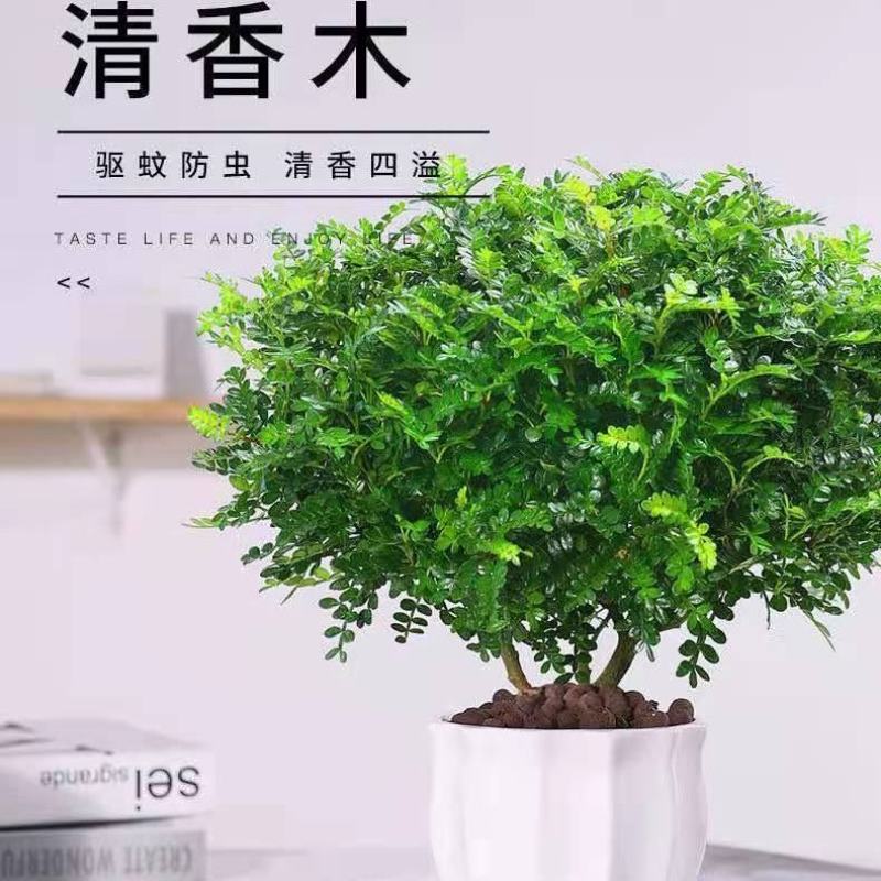 正宗清香胡椒木盆栽防驱蚊草植物好养室内花卉绿植福建茶树苗