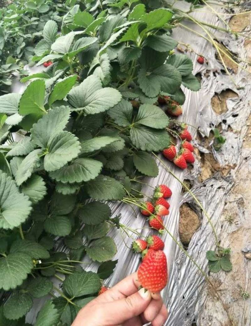 粉色之恋草莓苗现挖现卖基地直发，脱毒草莓苗成活率高