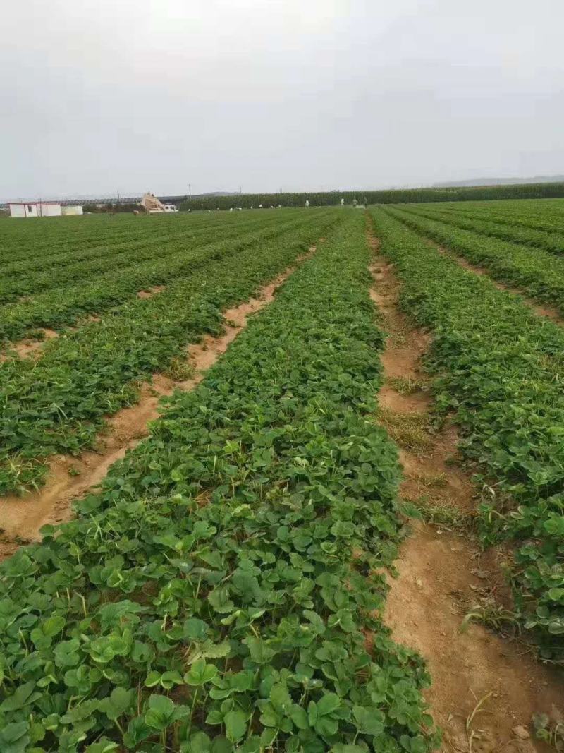 粉色之恋草莓苗现挖现卖基地直发，脱毒草莓苗成活率高