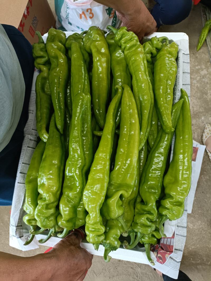 长剑尖椒大量上市.产地直供.质量好.黄皮辣椒.