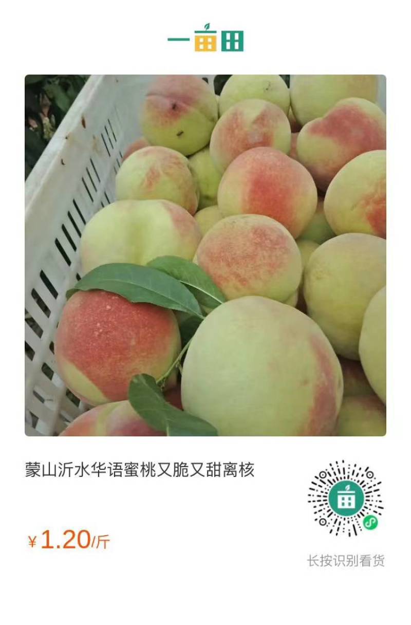 自家果园的华语桃
