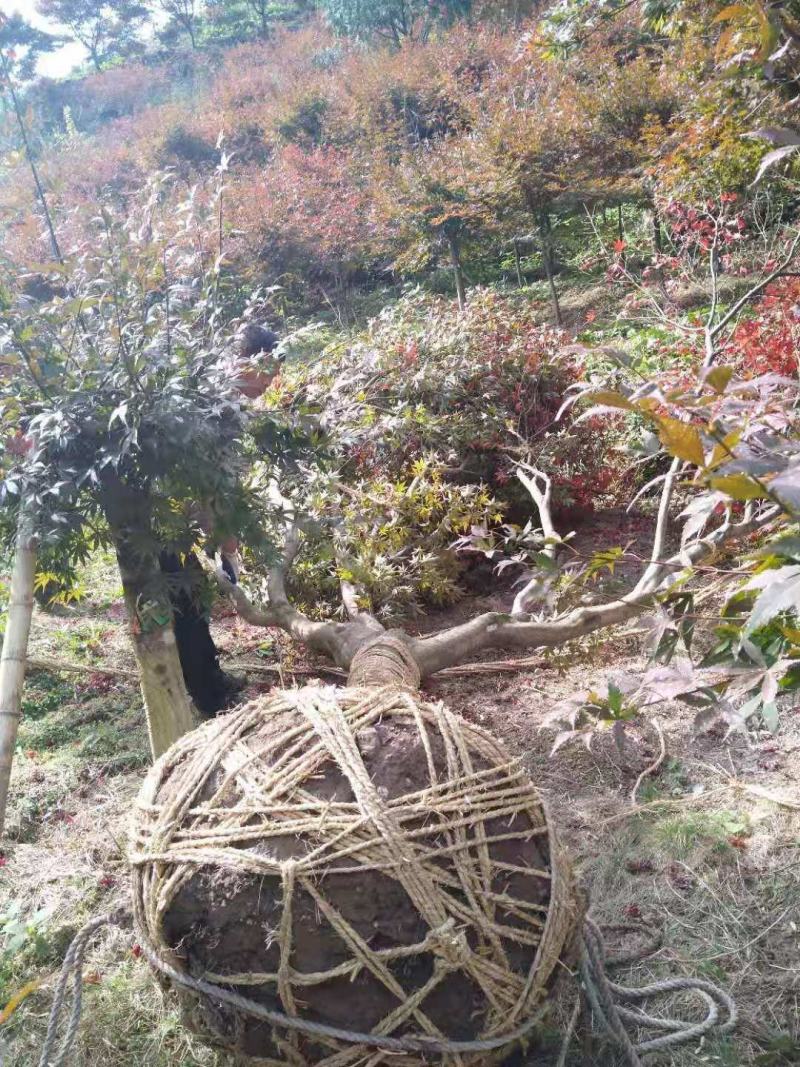 【中国红枫】便宜出售8公分12公分15公分中国红枫