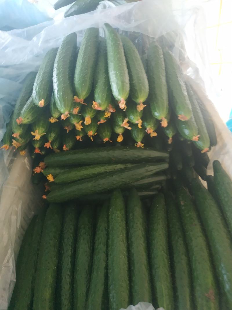 山东莘县密刺黄瓜，大量上市中，一手货源，货源充足。