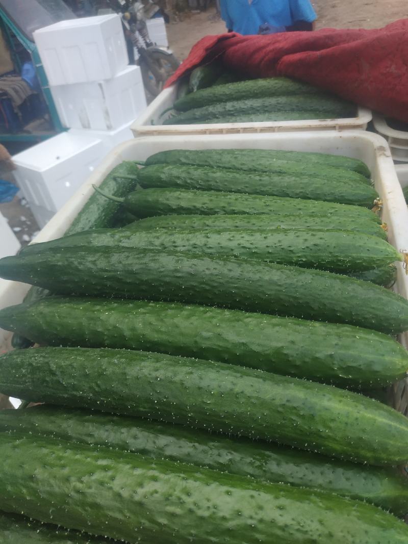 山东莘县密刺黄瓜，大量上市中，一手货源，货源充足。
