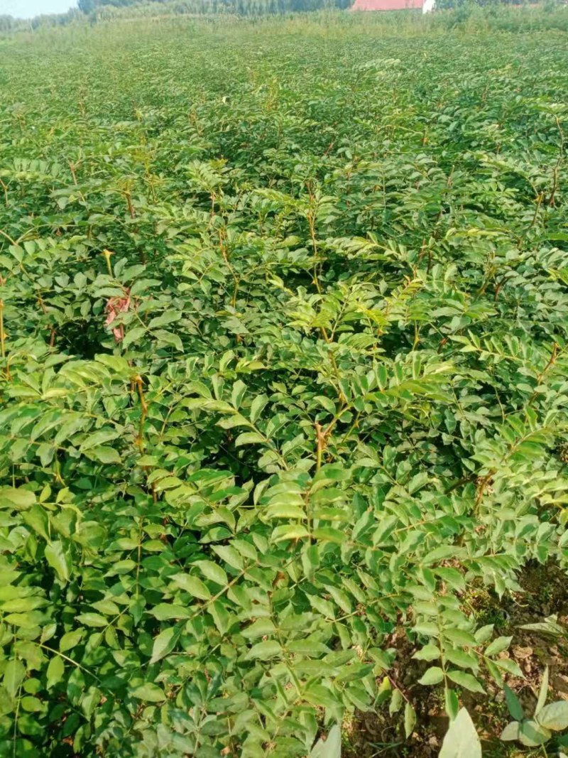 花椒苗花椒树大红袍山东麻椒树狮子头花椒苗南北方种植批发价