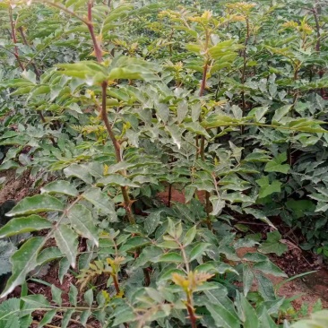 花椒苗花椒树大红袍山东麻椒树狮子头花椒苗南北方种植批发价