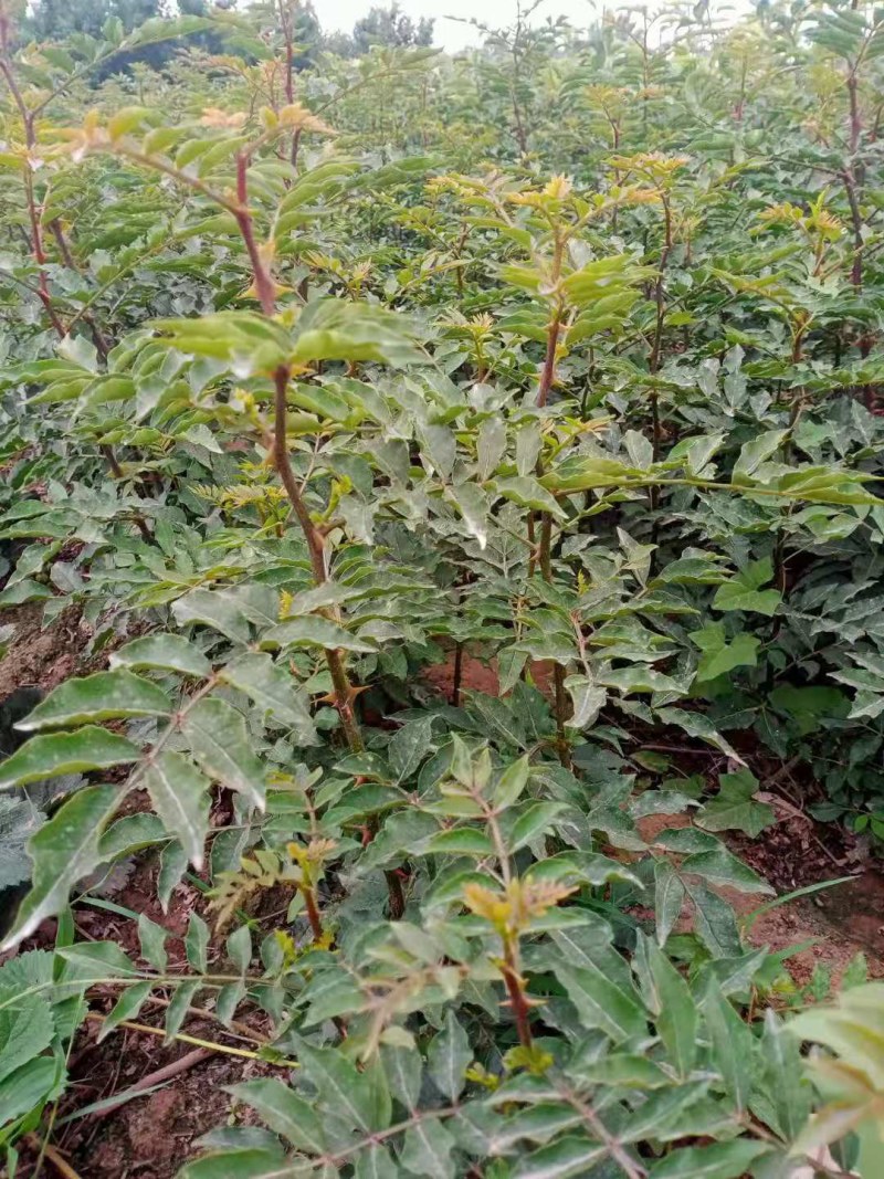 花椒苗花椒树大红袍山东麻椒树狮子头花椒苗南北方种植批发价