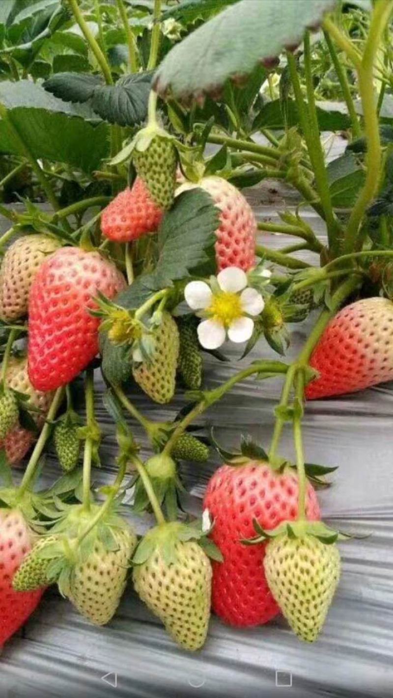 微黄草莓苗种植基地现挖现卖脱毒草莓苗成活率好量大从优