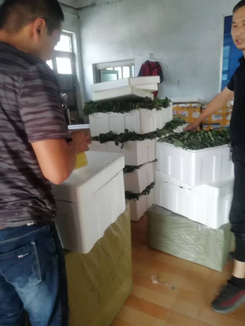 微黄草莓苗种植基地现挖现卖脱毒草莓苗成活率好量大从优