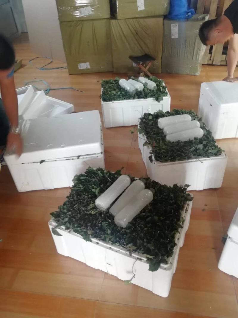 微黄草莓苗种植基地现挖现卖脱毒草莓苗成活率好量大从优