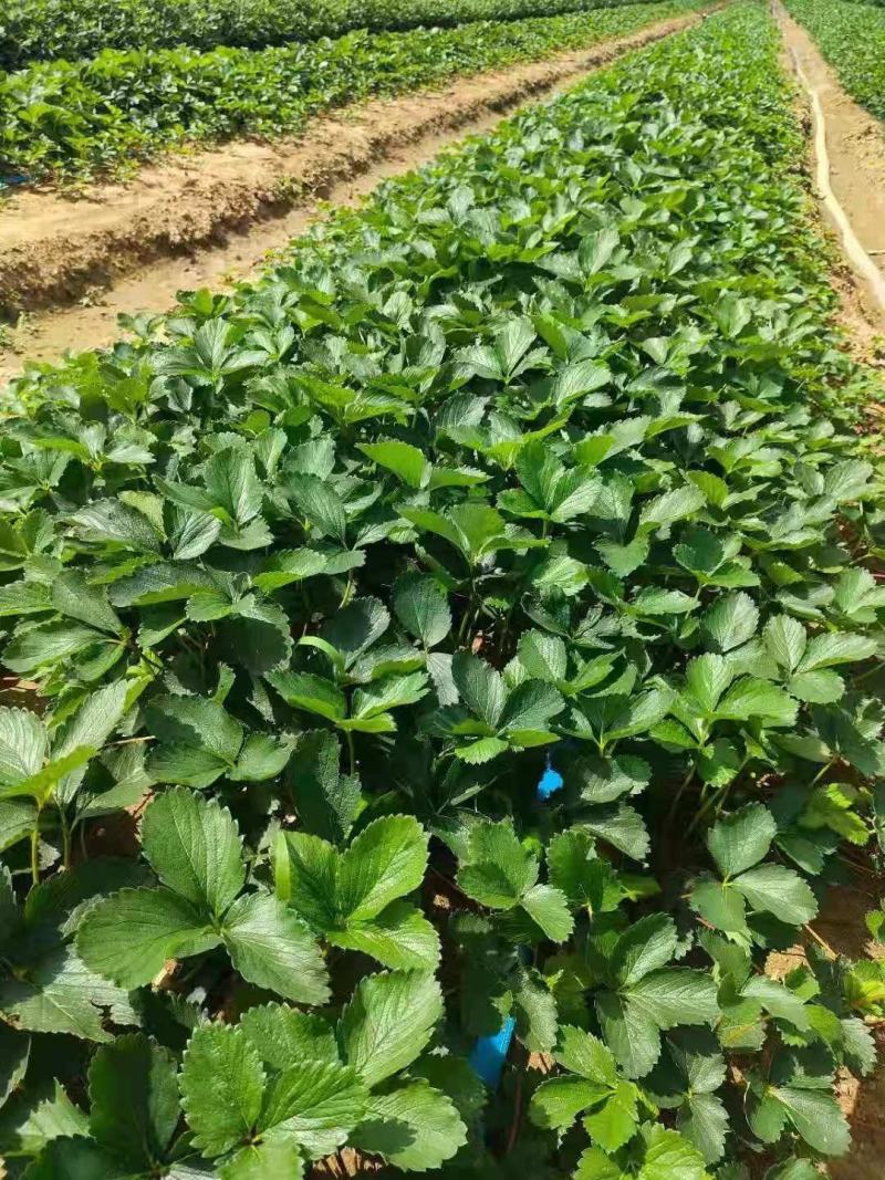 微黄草莓苗种植基地现挖现卖脱毒草莓苗成活率好量大从优