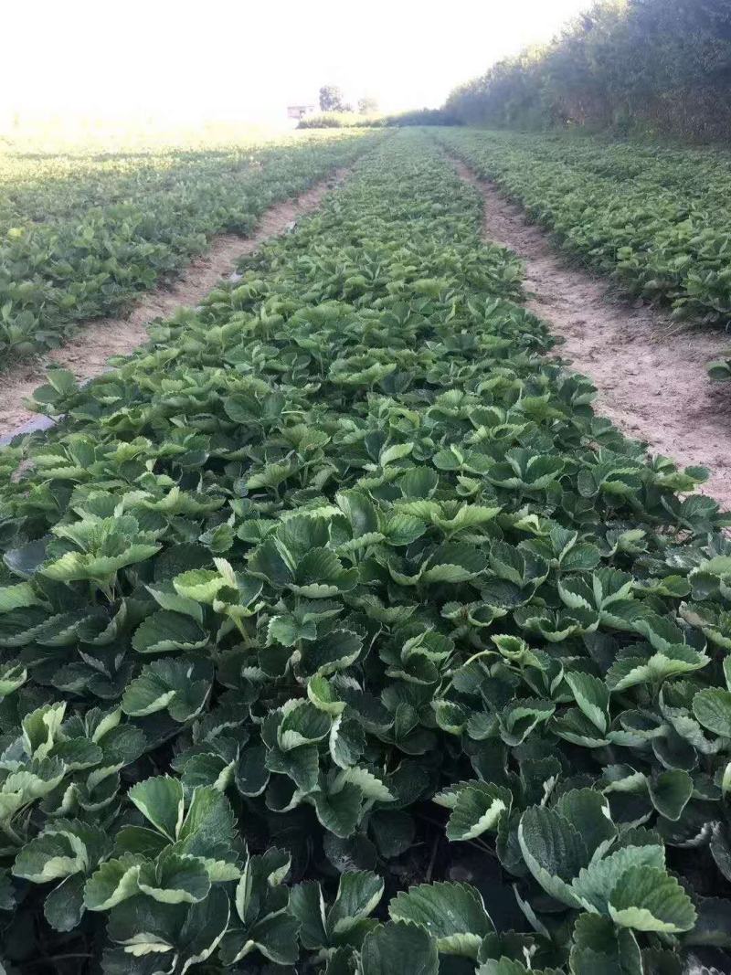 微黄草莓苗种植基地现挖现卖脱毒草莓苗成活率好量大从优