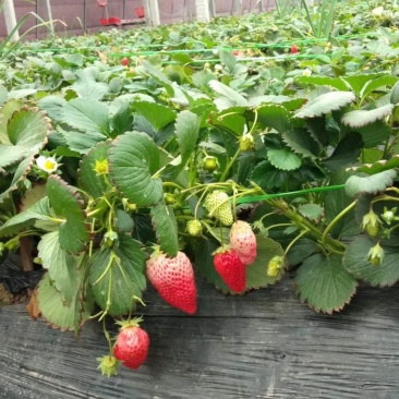 微黄草莓苗种植基地现挖现卖脱毒草莓苗成活率好量大从优