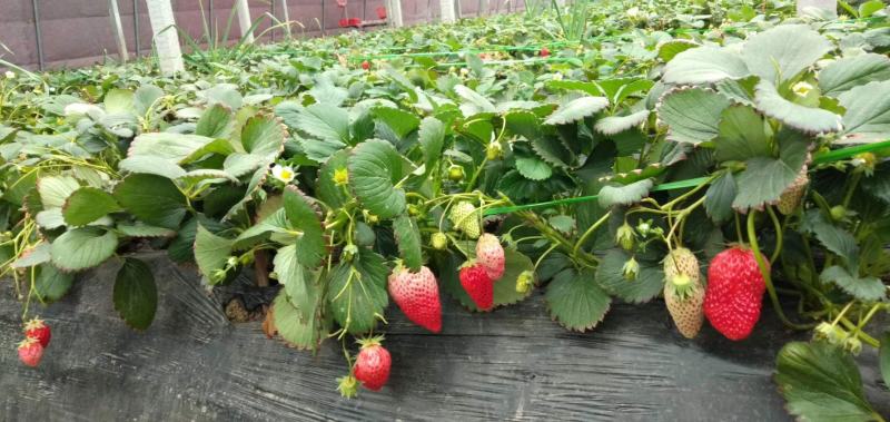 微黄草莓苗种植基地现挖现卖脱毒草莓苗成活率好量大从优