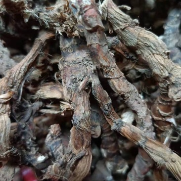 石菖蒲野生新货无硫熏非人工种植正品货批发零售均可