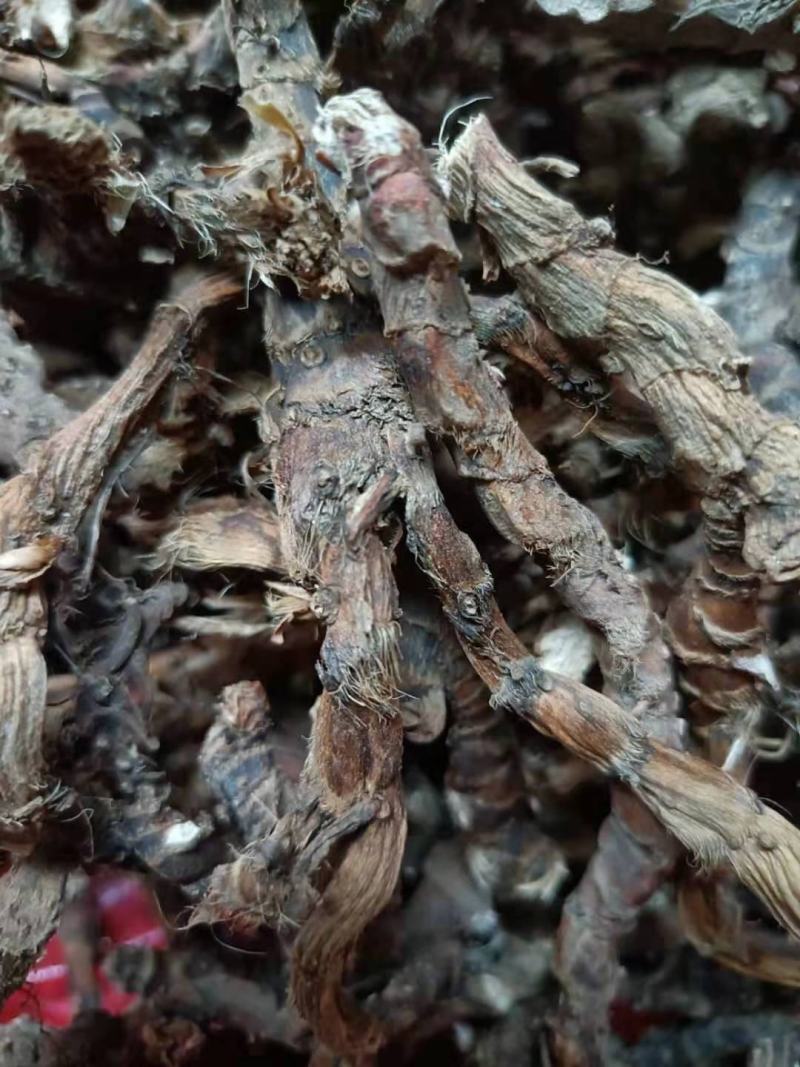 石菖蒲野生新货无硫熏非人工种植正品货批发零售均可