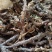 石菖蒲野生新货无硫熏非人工种植正品货批发零售均可