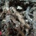 石菖蒲野生新货无硫熏非人工种植正品货批发零售均可