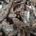 石菖蒲野生新货无硫熏非人工种植正品货批发零售均可