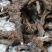 石菖蒲野生新货无硫熏非人工种植正品货批发零售均可