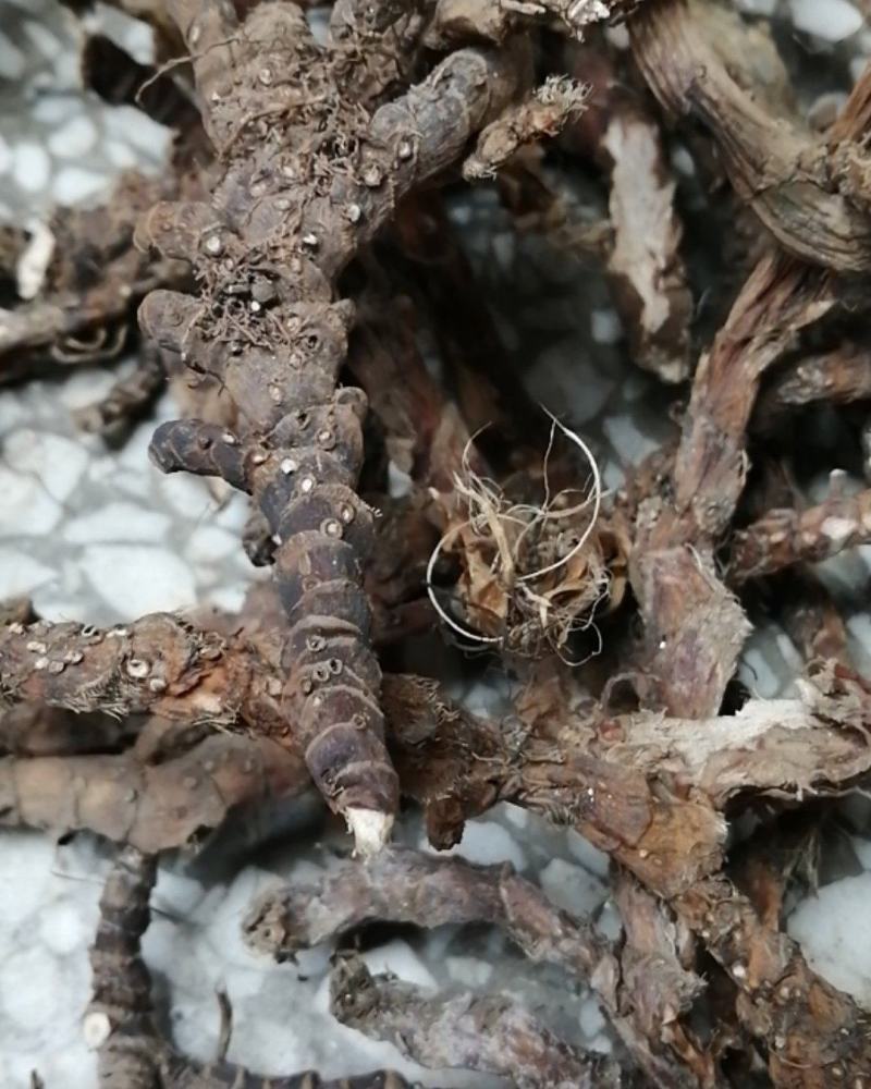石菖蒲野生新货无硫熏非人工种植正品货批发零售均可