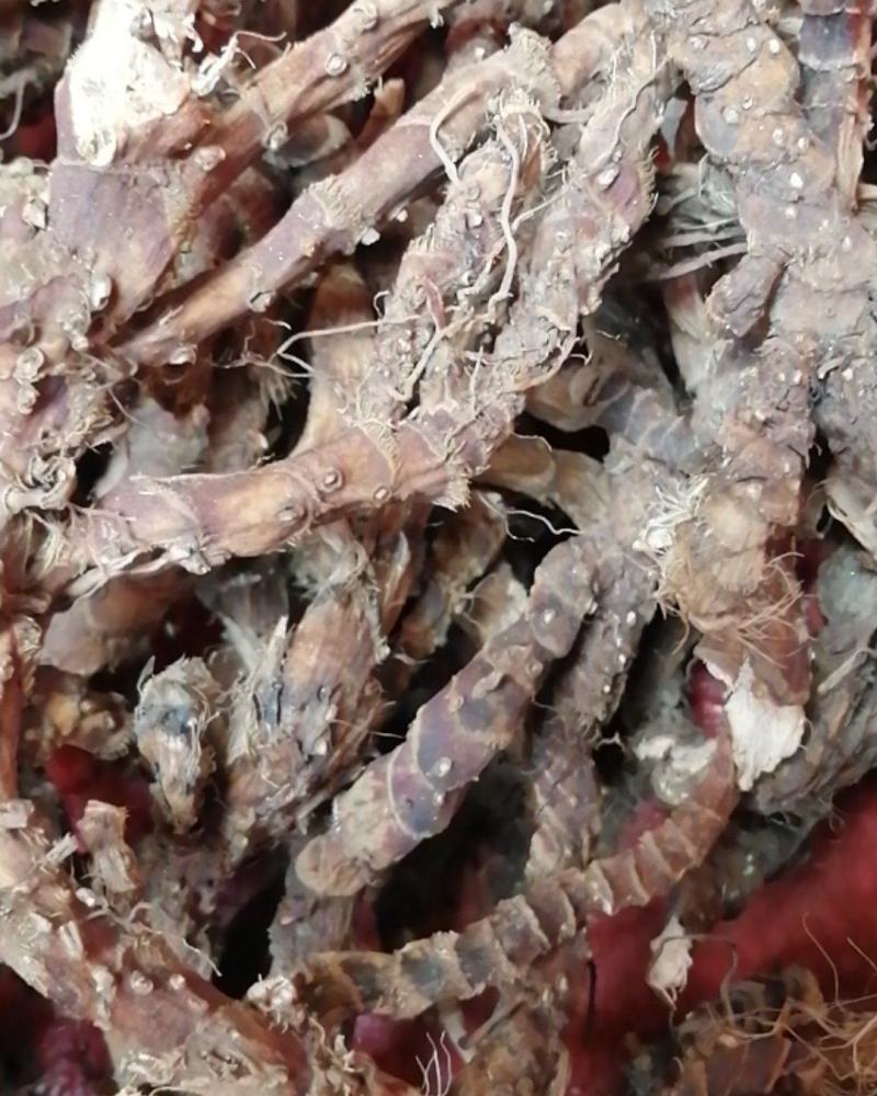石菖蒲野生新货无硫熏非人工种植正品货批发零售均可