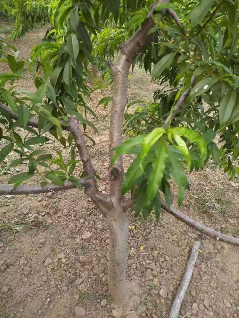 桃树/绿化苗木/乔灌木/桃树/林木种苗/原生态树苗/林木