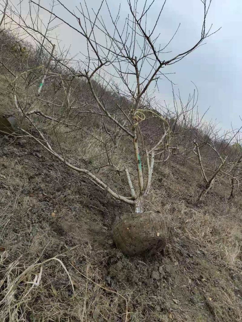 桃树/绿化苗木/乔灌木/桃树/林木种苗/原生态树苗/林木