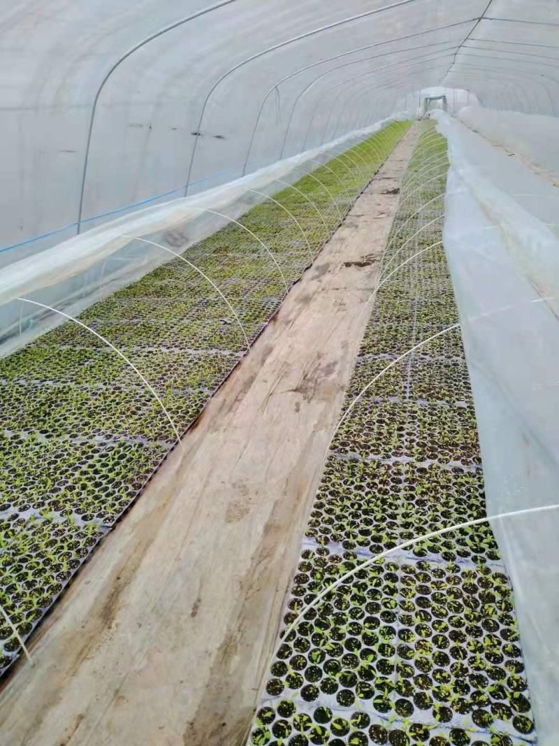 小拱棚支架农用玻璃纤维拱竿抗大风大棚骨架西瓜弹力棒