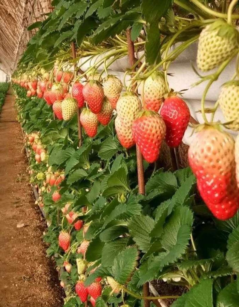 华艳草莓苗种植基地现挖现卖脱毒草莓苗根系发达成活率高