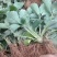 华艳草莓苗种植基地现挖现卖脱毒草莓苗根系发达成活率高