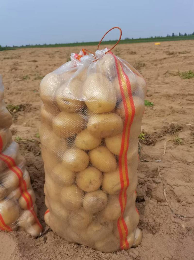（精品）陕北纯沙地黄心土豆品种多样常年供应基地代发