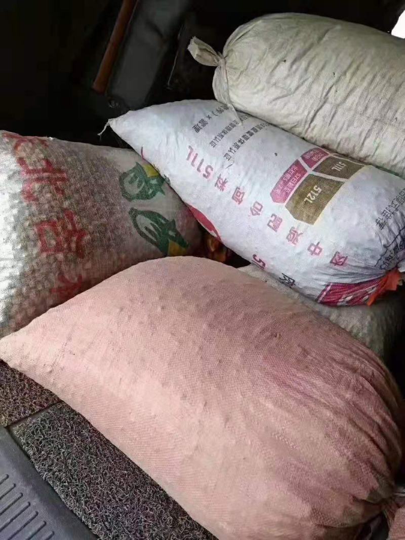 桃树/绿化苗木/乔灌木/桃树/绿化林木/桃树种苗/原生苗