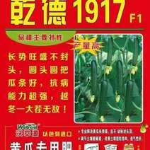 包邮1917水果小黄瓜种子无刺小黄瓜种子乳瓜高产抗病