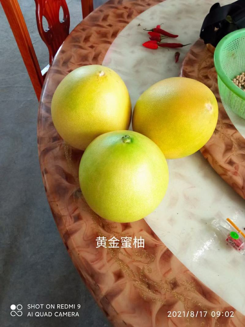 三红，黄金蜜柚，水份相当足。